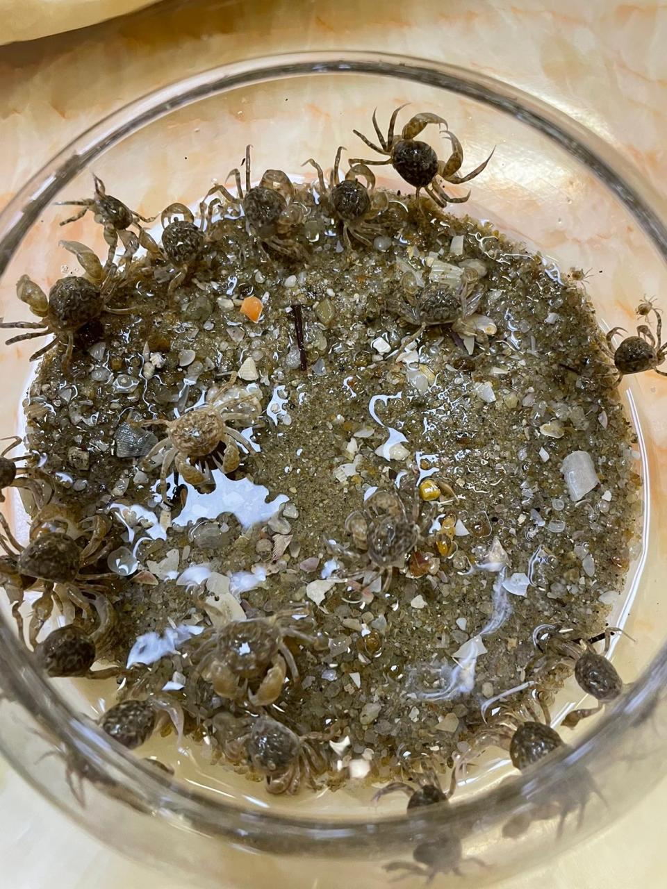 海边沙滩上抓的小螃蟹怎么养活  	 沙滩上洞穴里抓的这种小螃蟹怎么