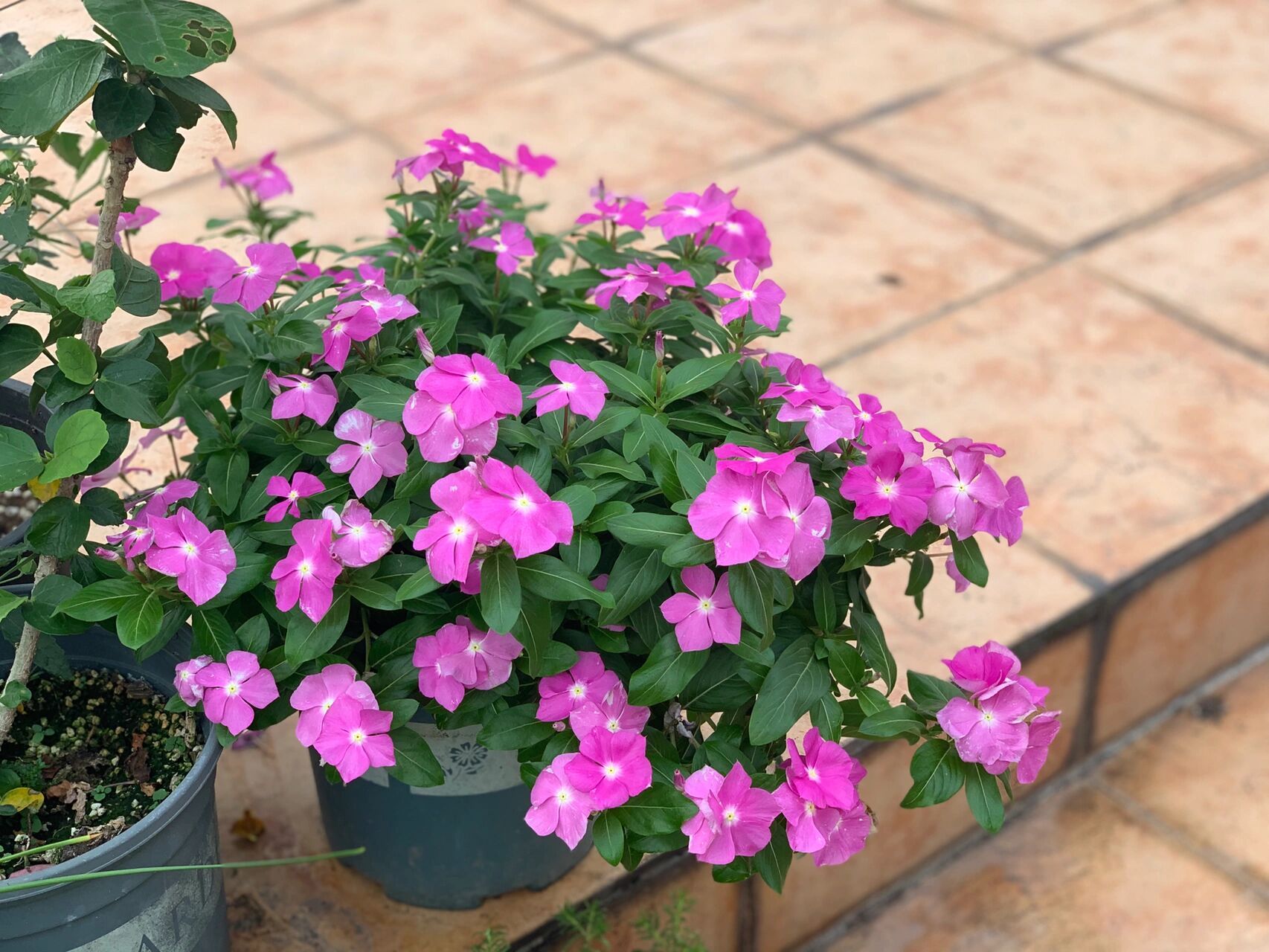 想爆盆,就养长春花,开花到根本停不下来 长春花真是我们两广花友的