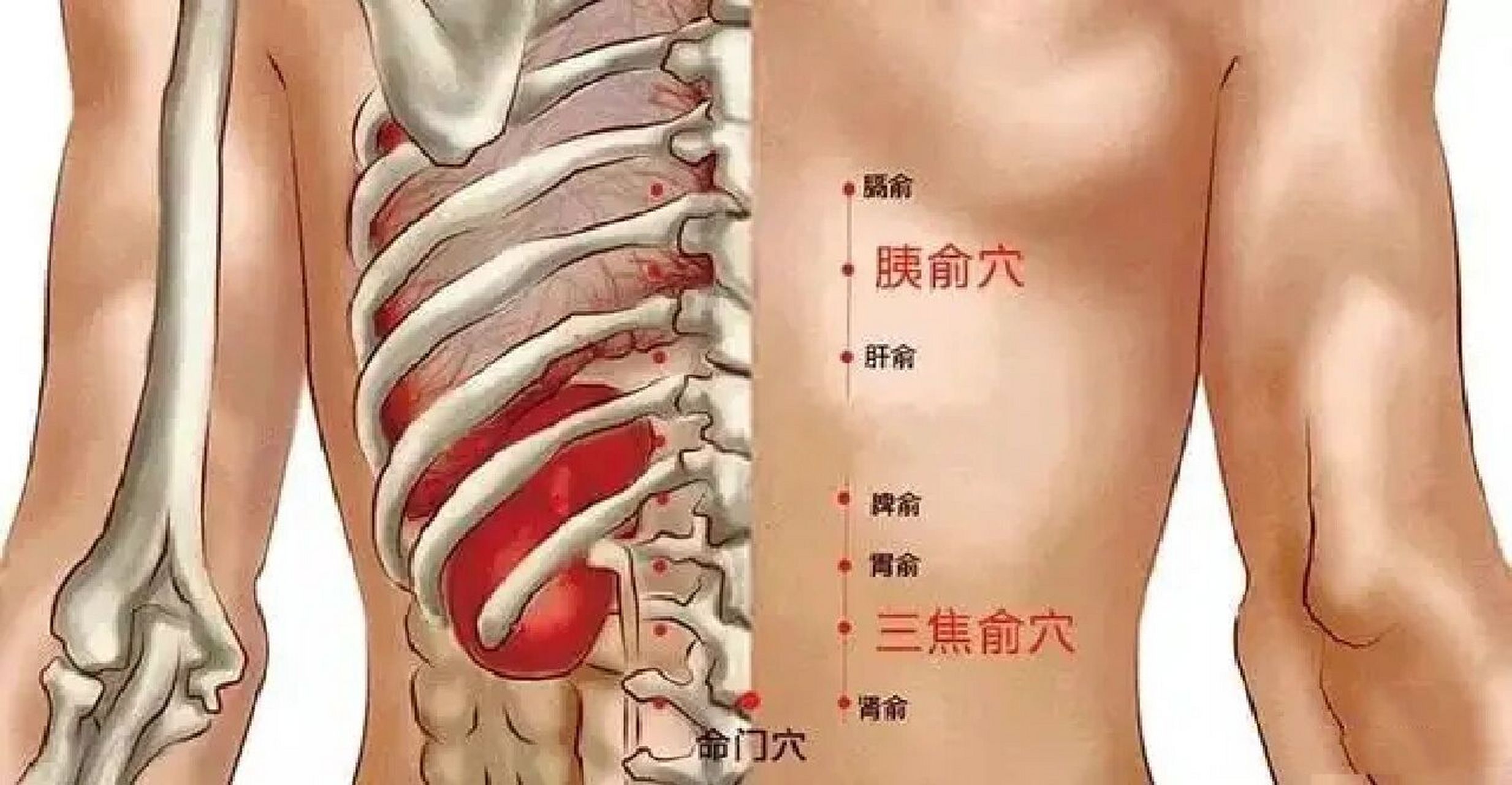 肾结石后背疼痛部位图图片