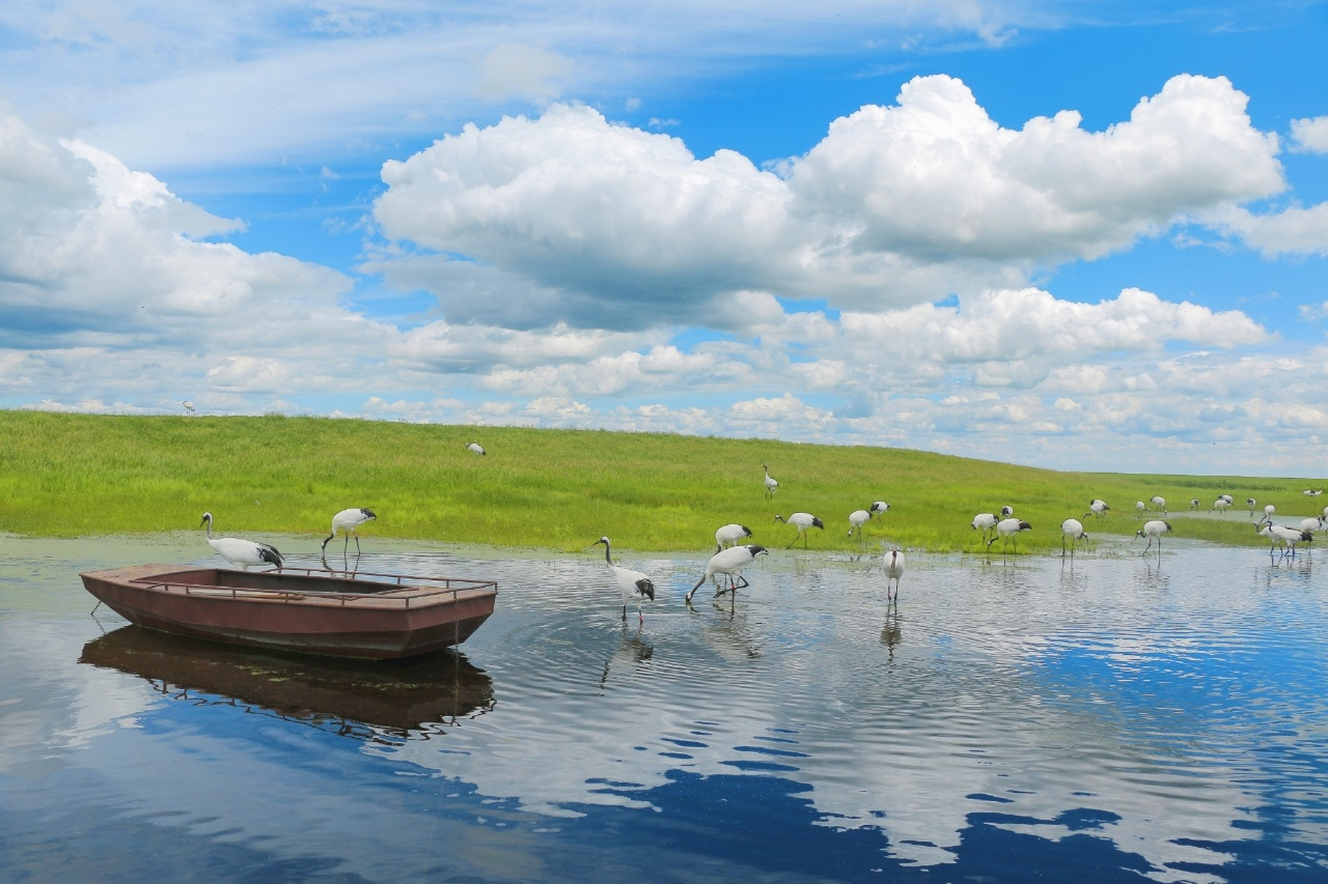 齐齐哈尔一日游攻略|摄影|丹顶鹤|烤肉 齐齐哈尔 地幽物灵 扎龙湿地