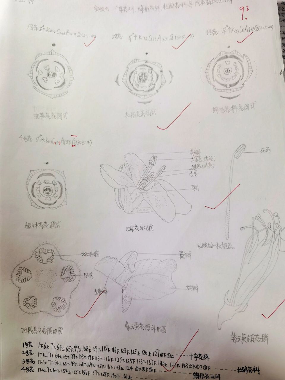 十字花科花图式结构图片