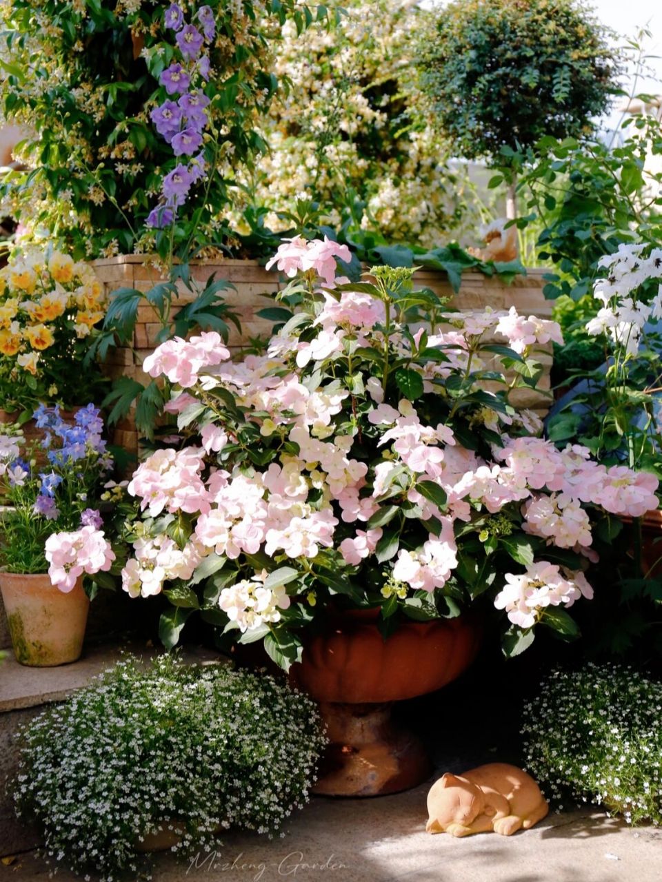 绣球粉色落跑新娘开花了,目前还不是盛花期,所以没有那棵白色落跑新娘