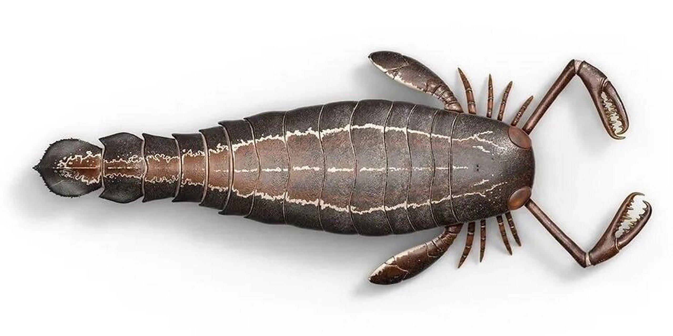 翼肢鲎是节肢动物门板足鲎亚纲的一种动物,志留纪最大的板足鲎类之一