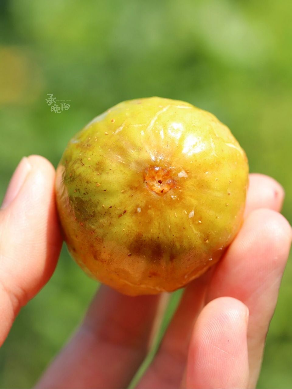 高甜丰产无花果品种推荐——芭劳奈 品种名:芭劳奈 种类:夏秋果兼用