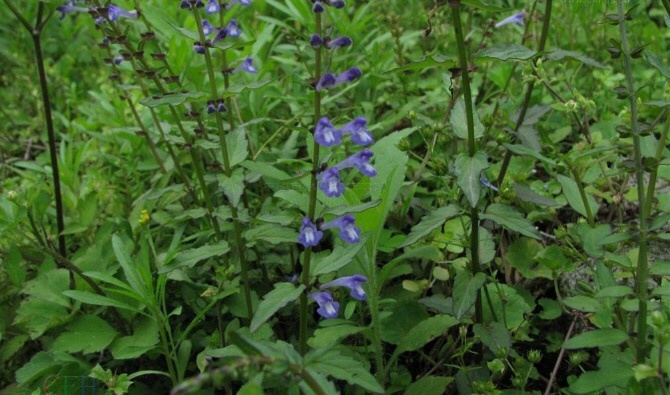 半枝莲别称:赶山鞭 别称:赶山鞭,瘦黄芩,牙刷草,田基草,水黄芩,狭叶