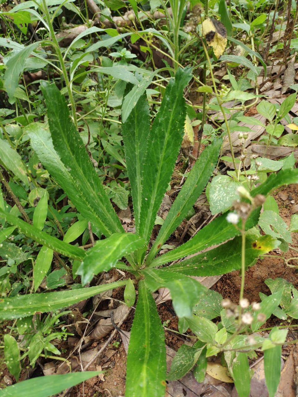 这种野生的香菜好香啊 [赞同][赞同][赞同]