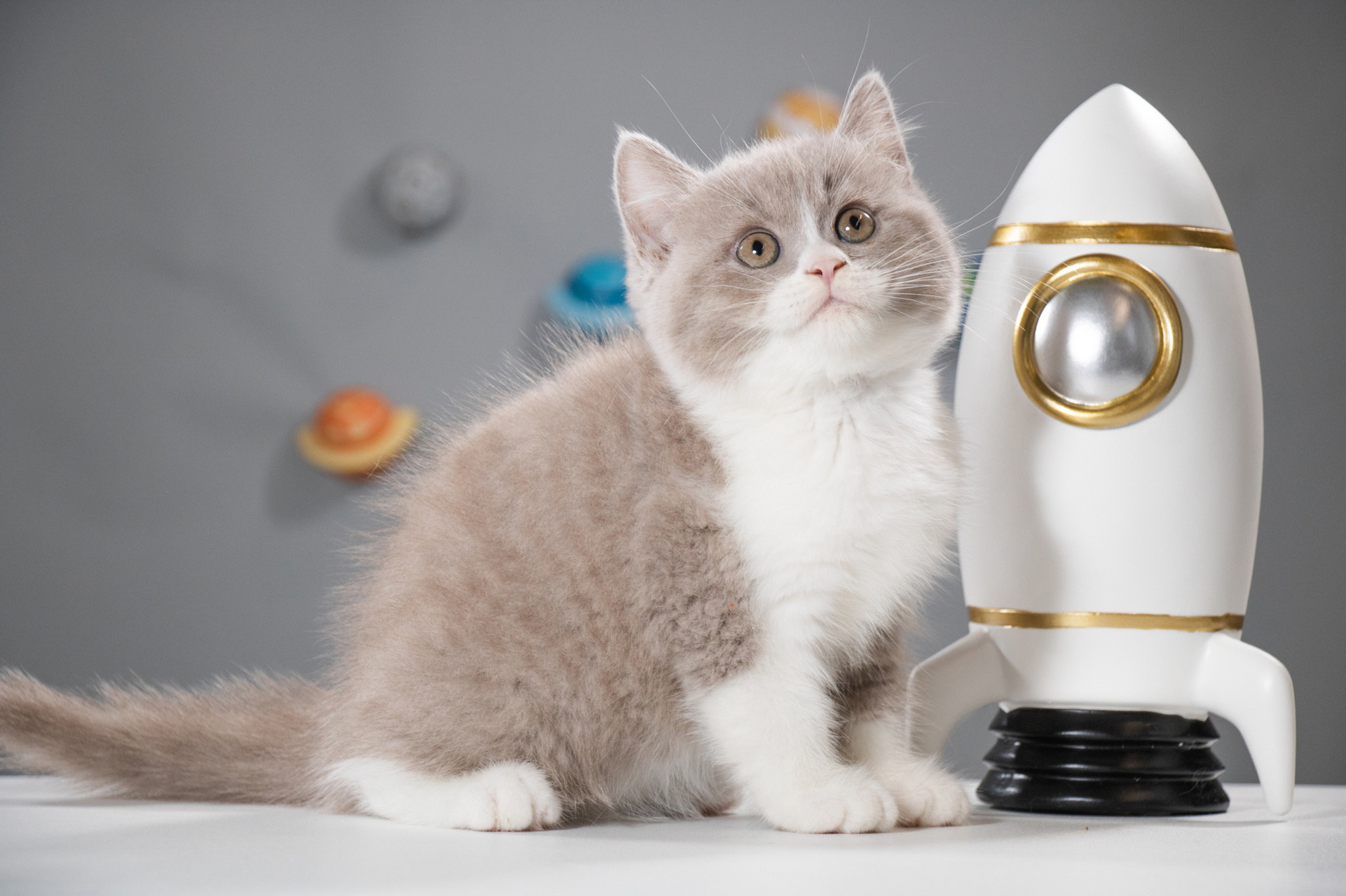 丁香色蓝白英短妹妹太好看啦 品种:英短 级别:宠物级 生日:2021年5月