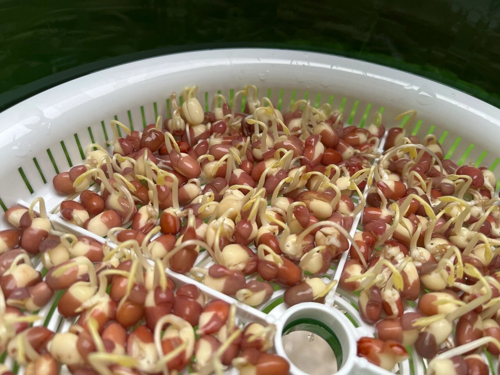 水培红豆苗 黄嫩黄嫩的红豆苗,发苗成功✌️很好看!