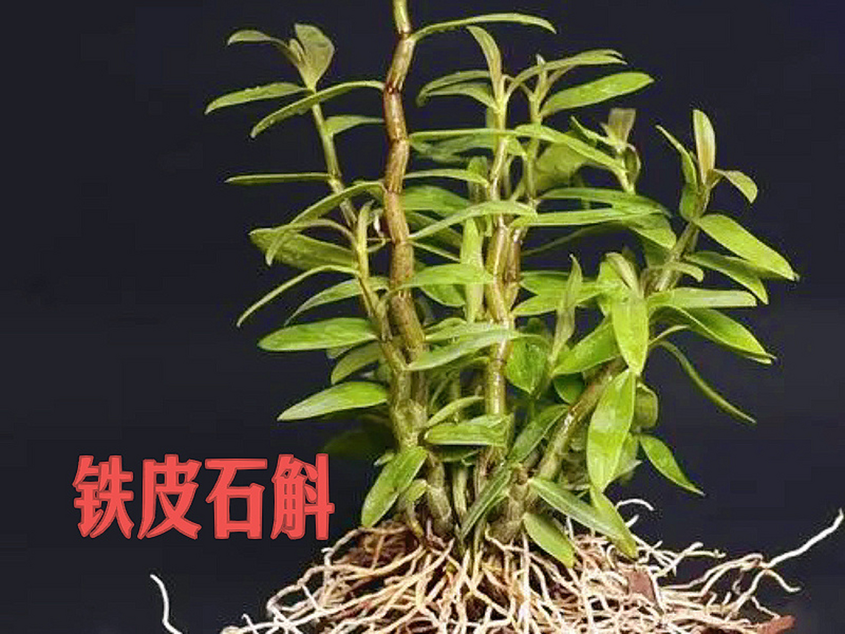名贵中草药—铁皮石斛 别名: 铁皮枫斗(耳环石斛) 93作用功效:铁皮