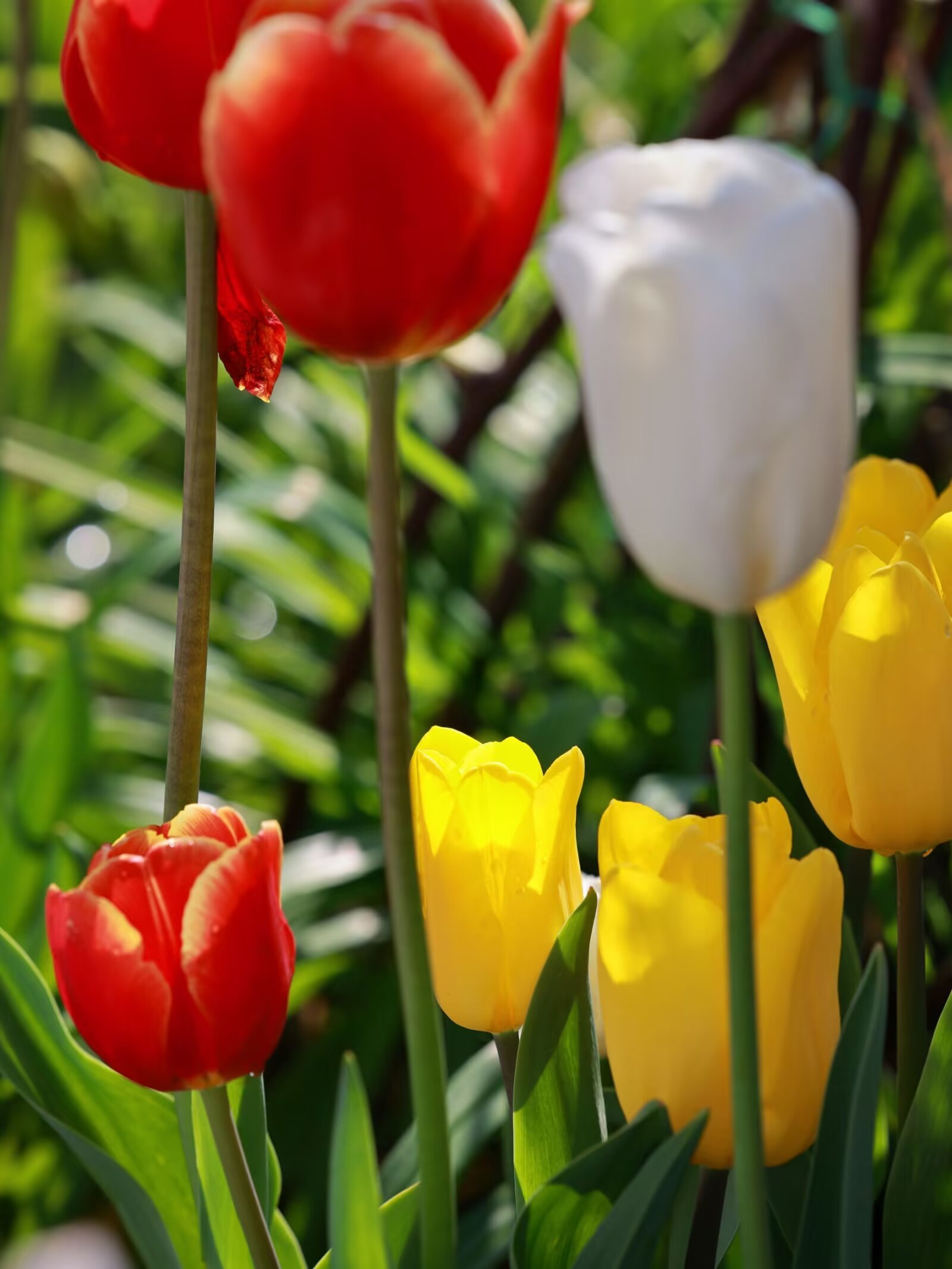 滇池边上捞渔河湿地公园,100万株郁金香花海,风景优美如画.