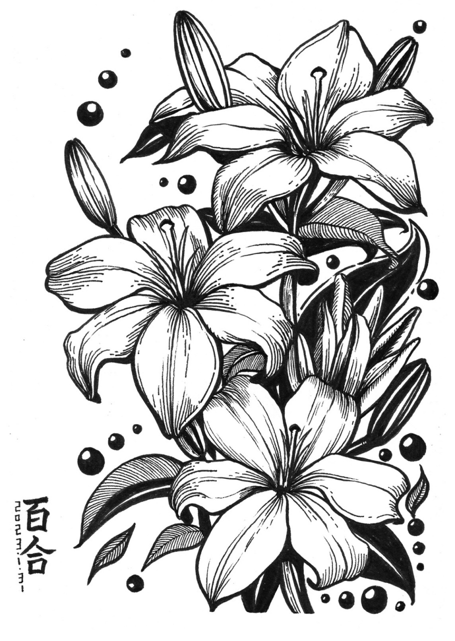 10岁 创意美术手绘线描插画         花卉系列—百合花 在中国百合