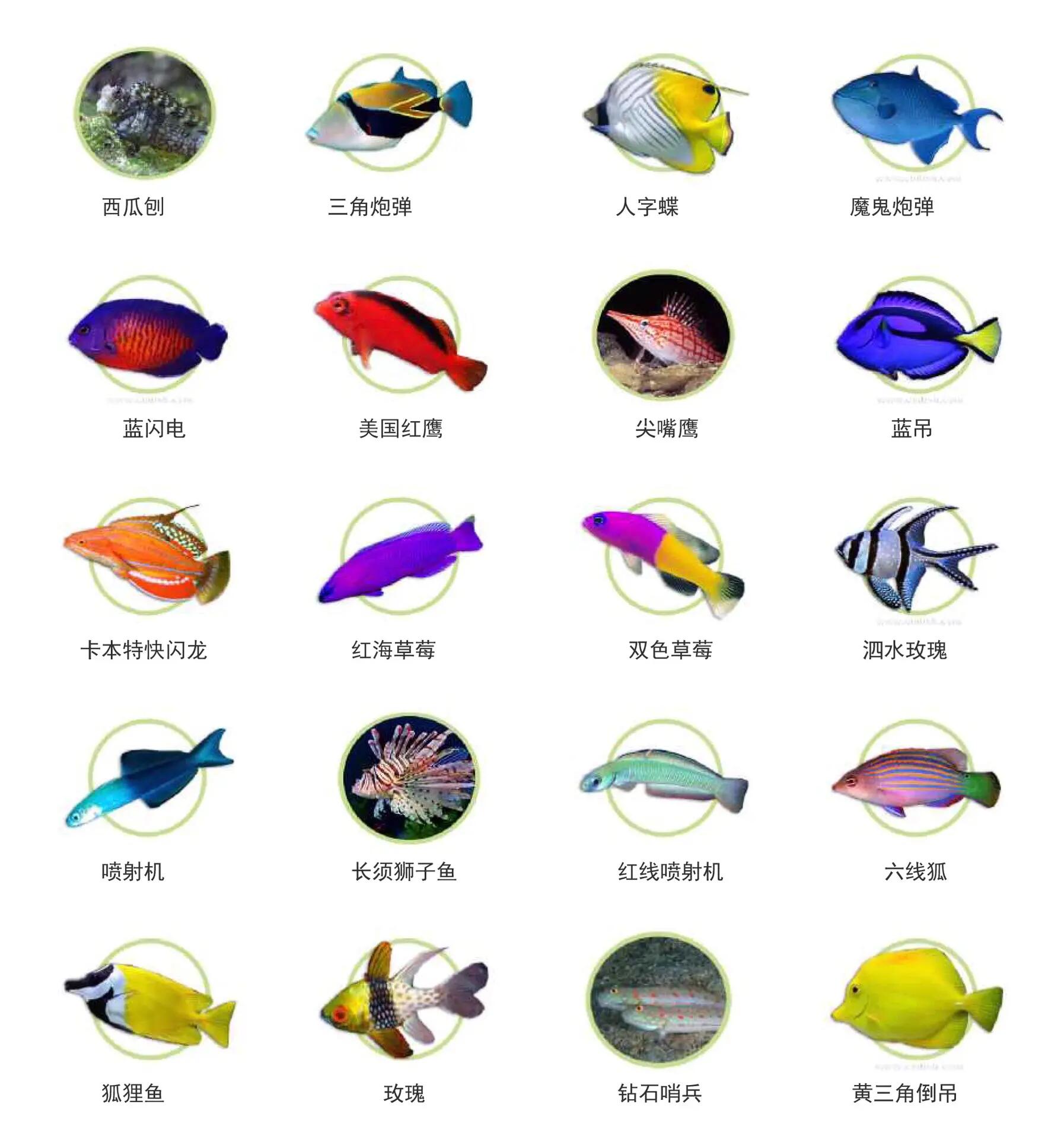 海水鱼 新手海水鱼入门