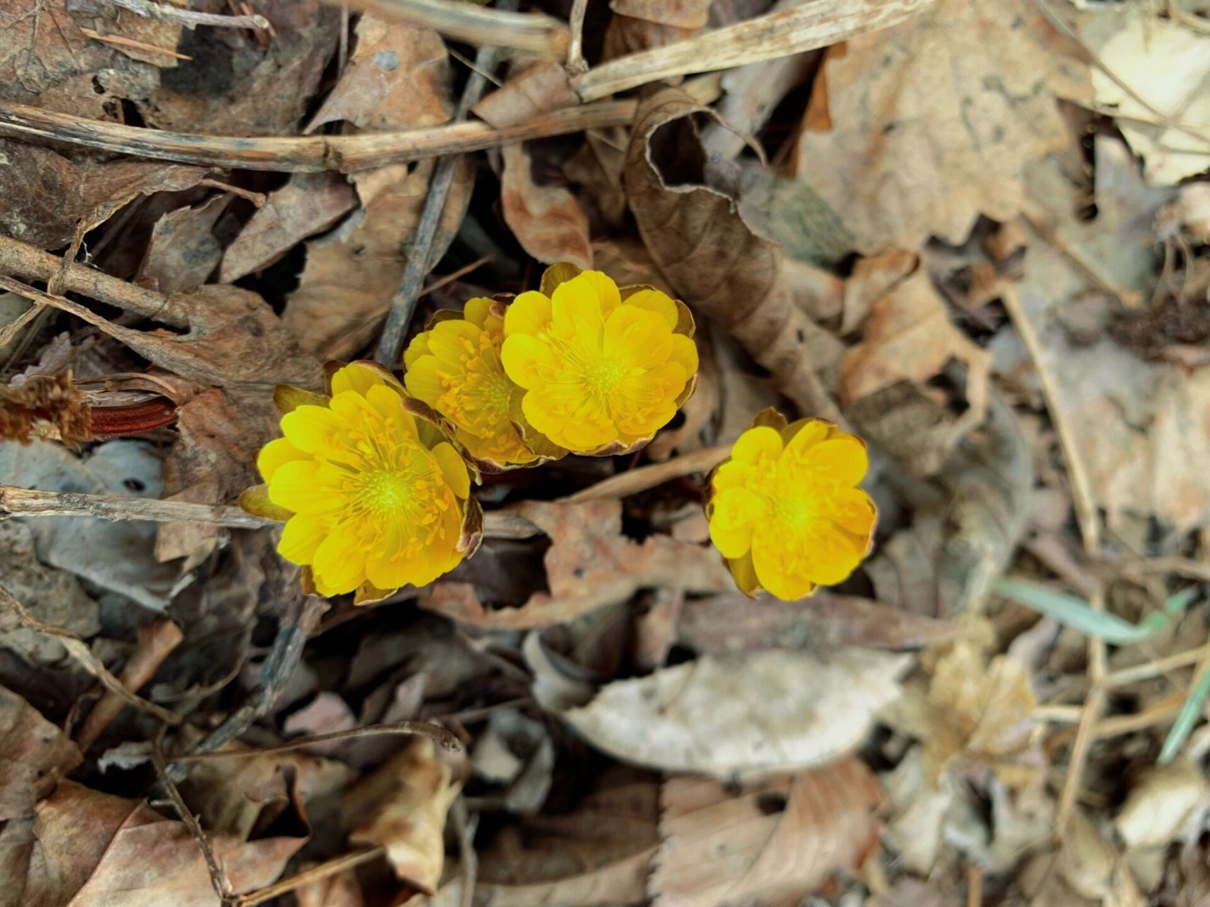 冰凌花7615 这是东北山里野生开的最早的花 这是告诉我春天来了