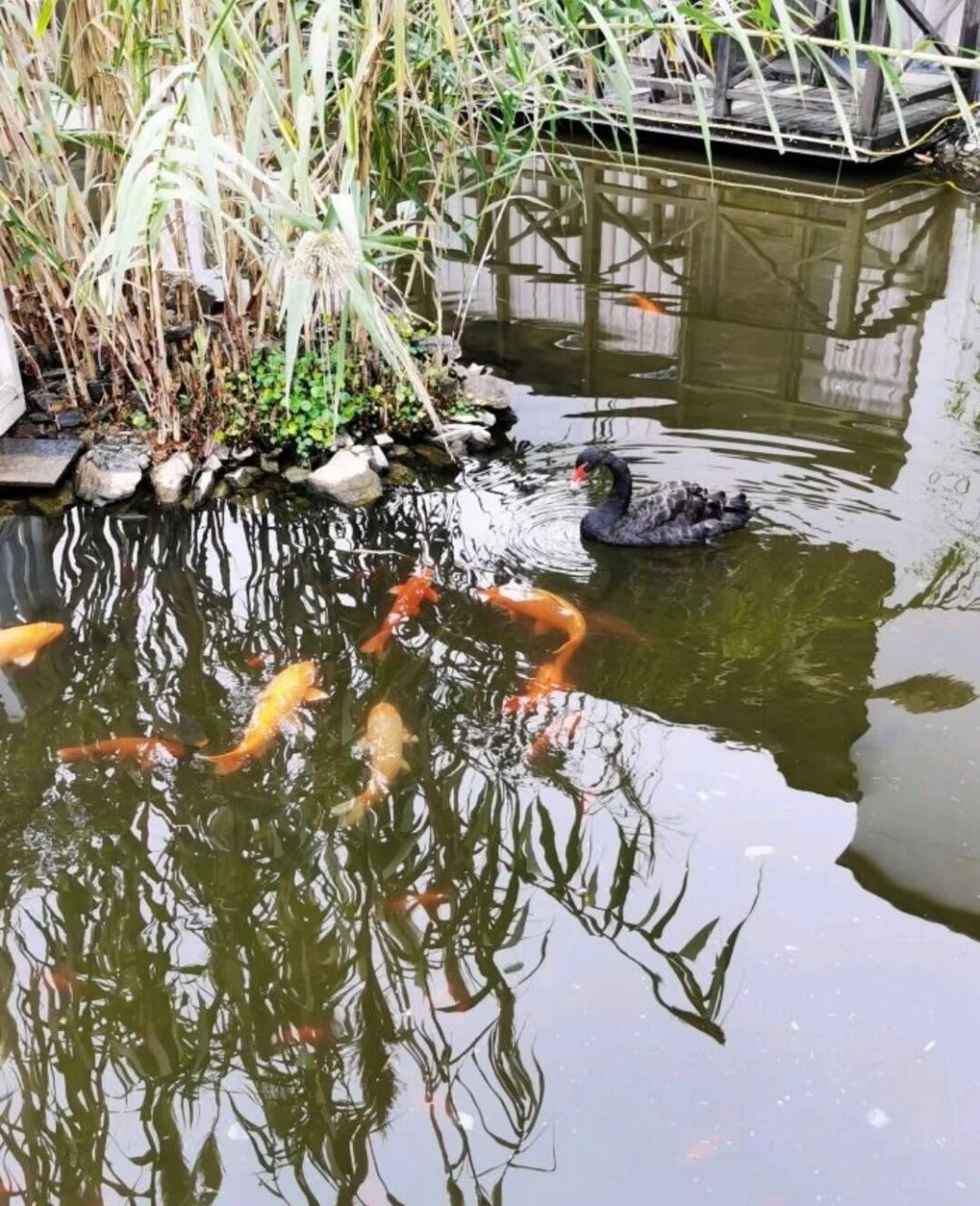 连平温泉度假村图片