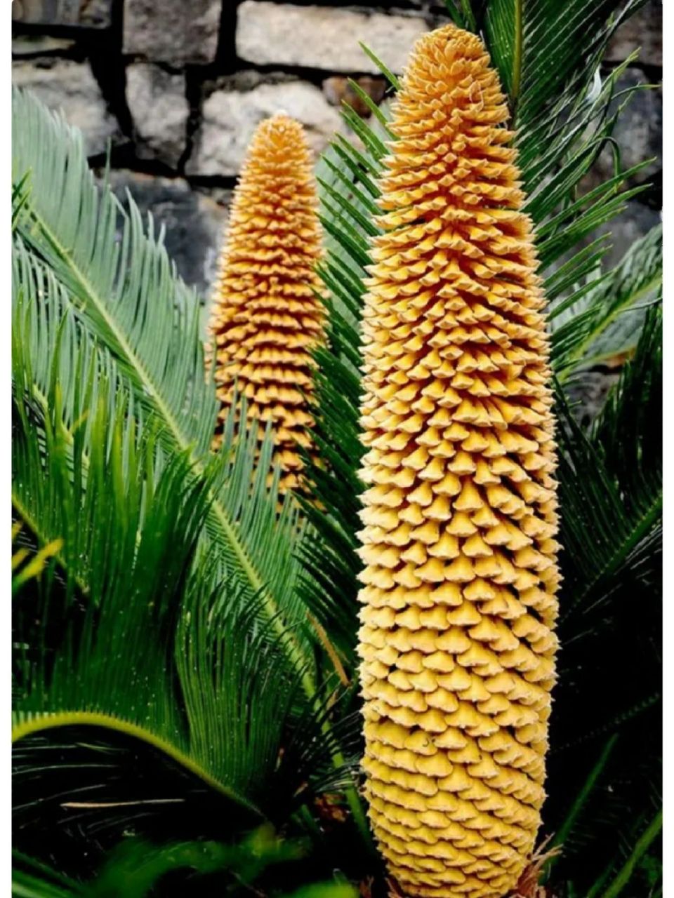 铁树开花结果       	 云南有句俗语,铁树开花,马长角 铁树学名苏铁