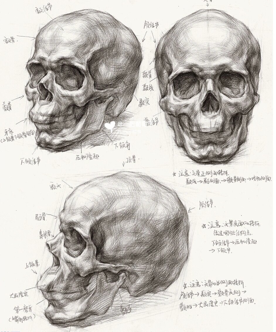 素描头骨骨点高清图图片