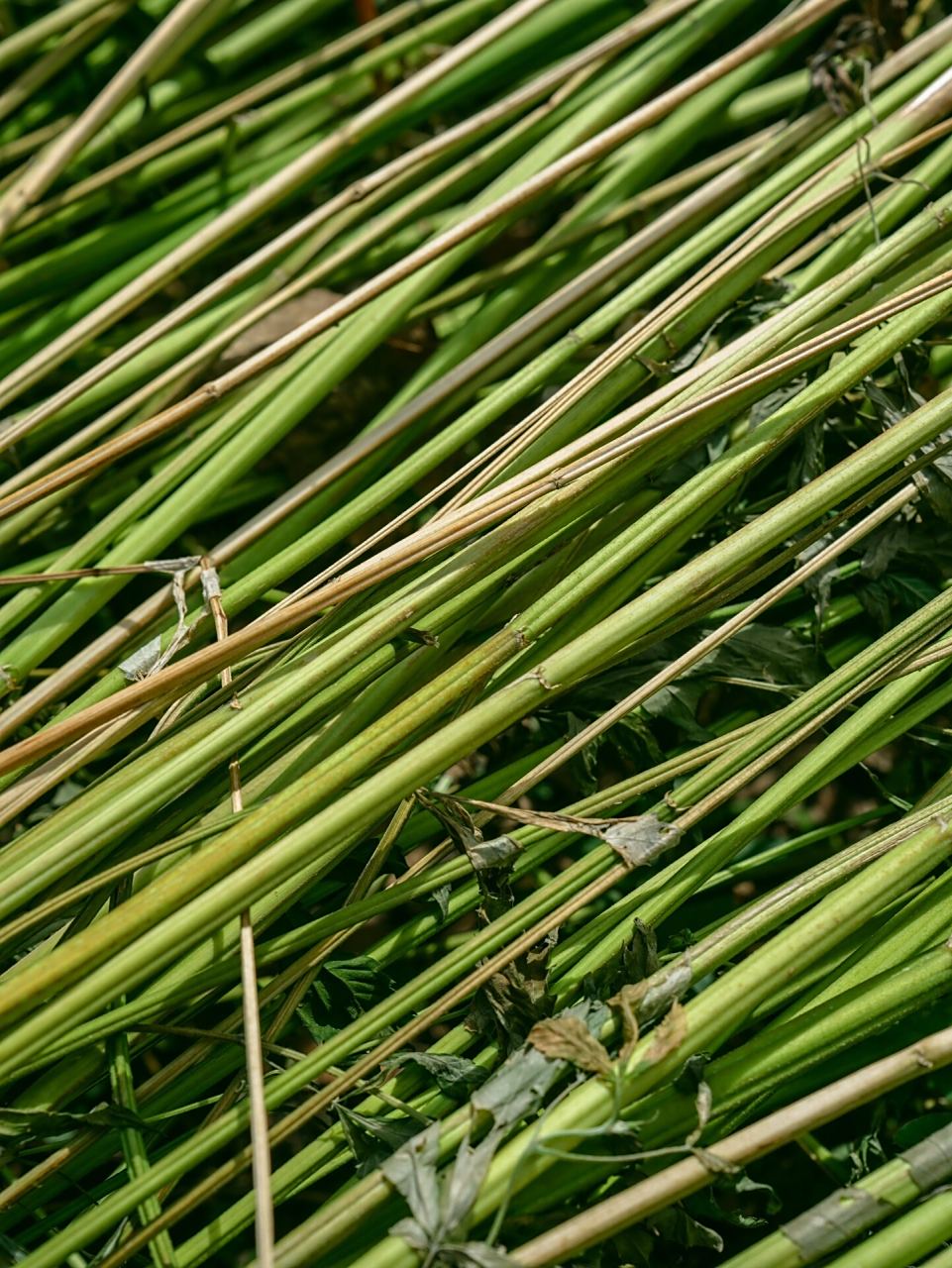 汉麻 天然植物纤维 环境友好 不断给予 91 可持续发展:汉麻是一种