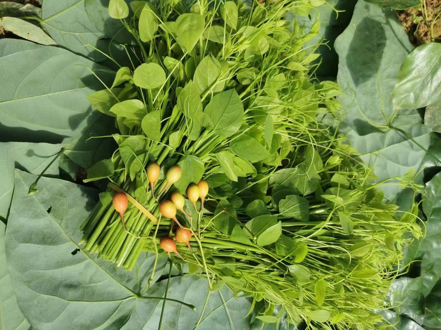 山间野菜,姑娘菜,辣木苗 脆口