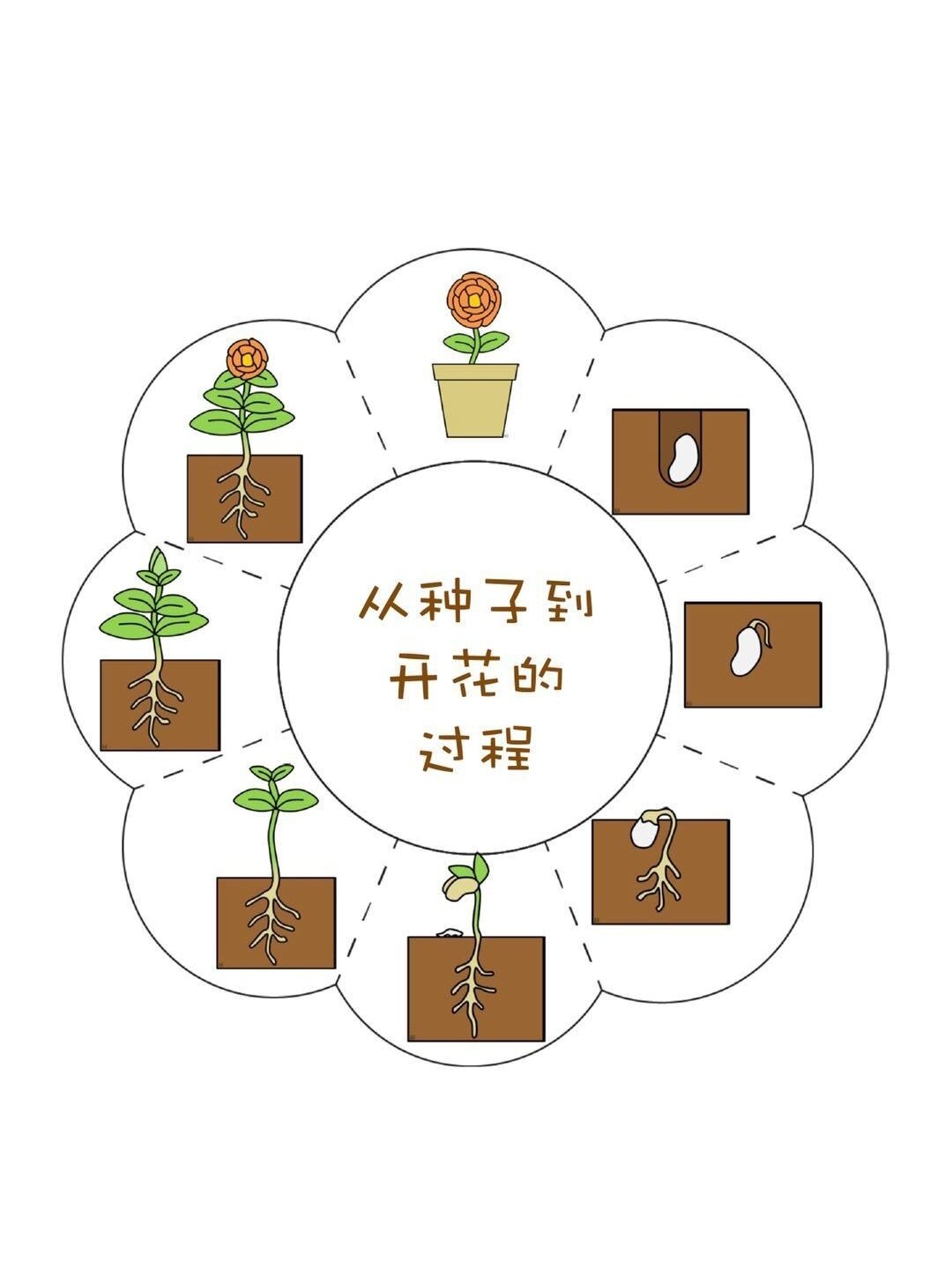 种子的生长过程环创图