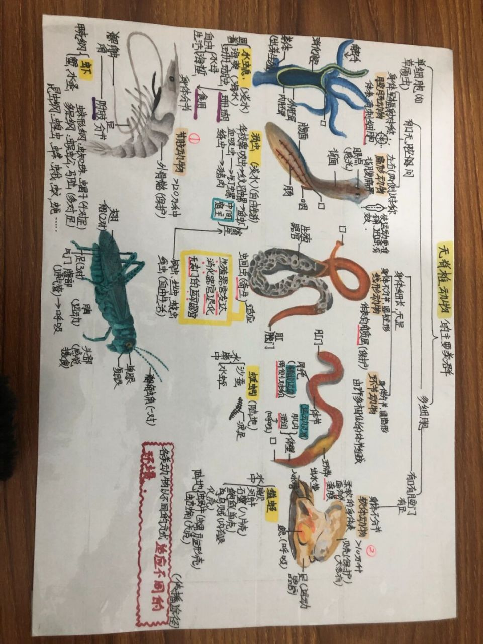 初中生物思维导图 #初中生物# #手绘思维导图# 学生画图技术太棒啦