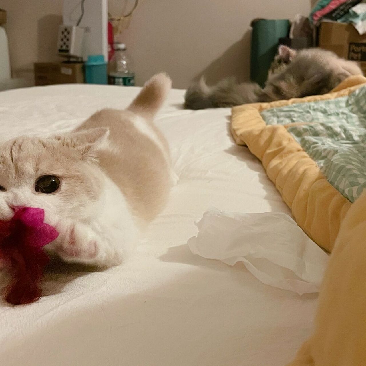 我家的矮脚猫 名字叫miumiu 照片是它四个月的时候啦 有段时间魔怔了