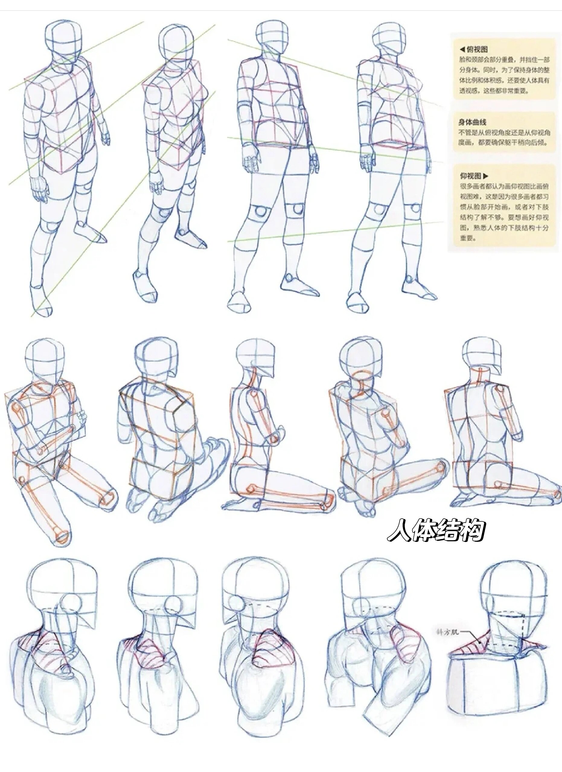 画速写必须掌握的人体结构知识点