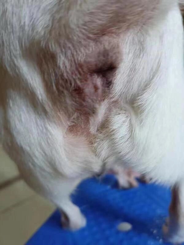 犬肛门腺破溃