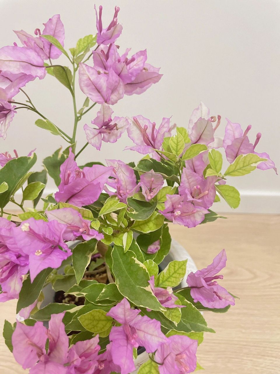 三角梅-冰淇淋 冰淇淋就是银边雪紫w我感觉比银边浅紫会好看很多 最近