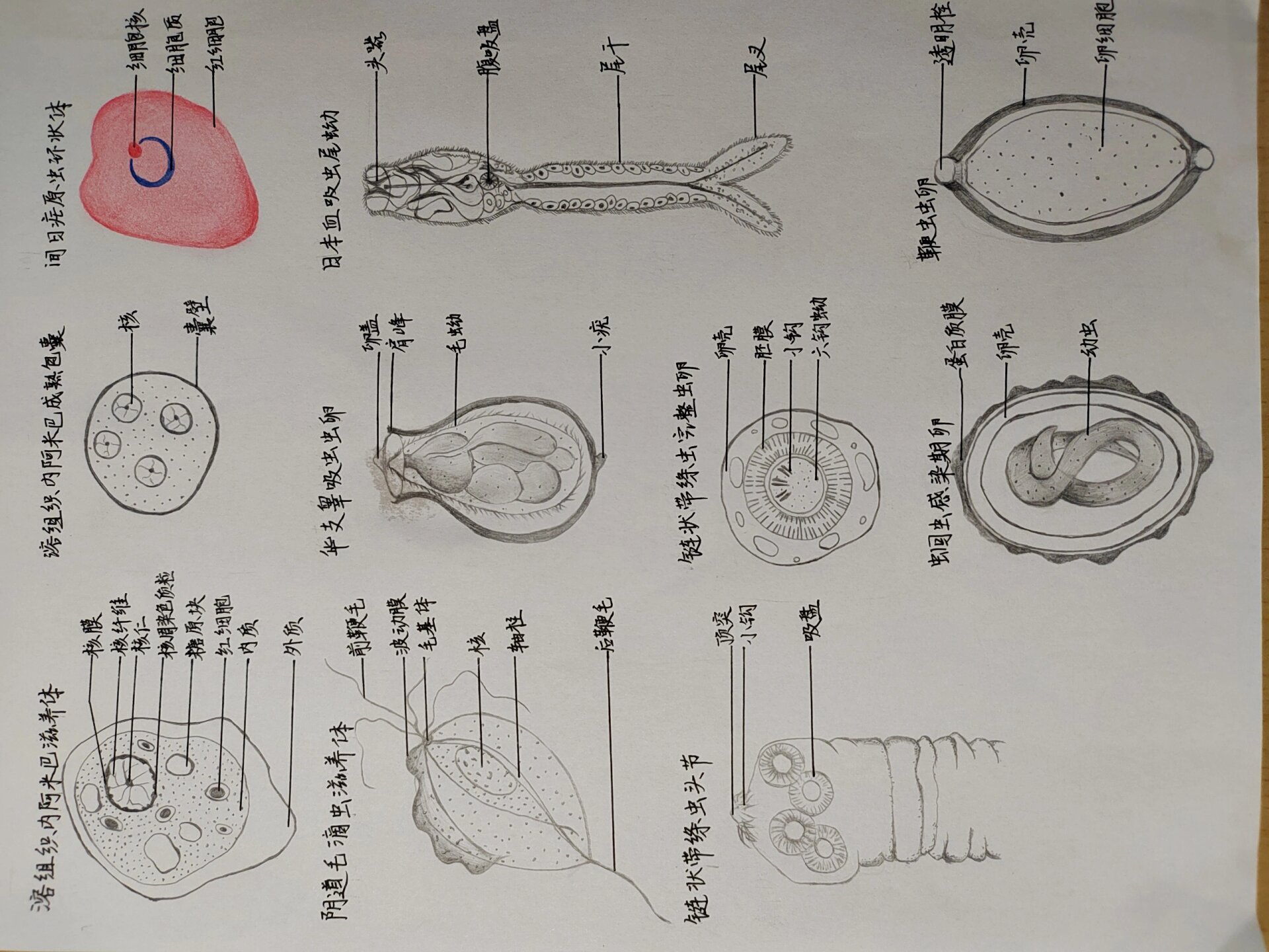 间日疟原虫环状体 阴道毛滴虫滋养体 华支睾吸虫卵 日本血吸虫尾蚴
