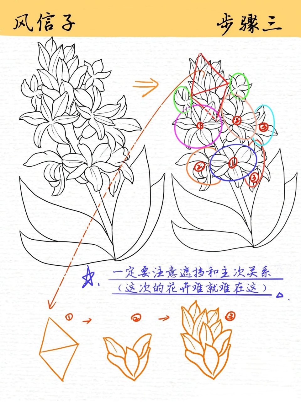 线描练习|花卉线稿|风信子(附过程) 【风信子】绘画临摹过程分享 第1