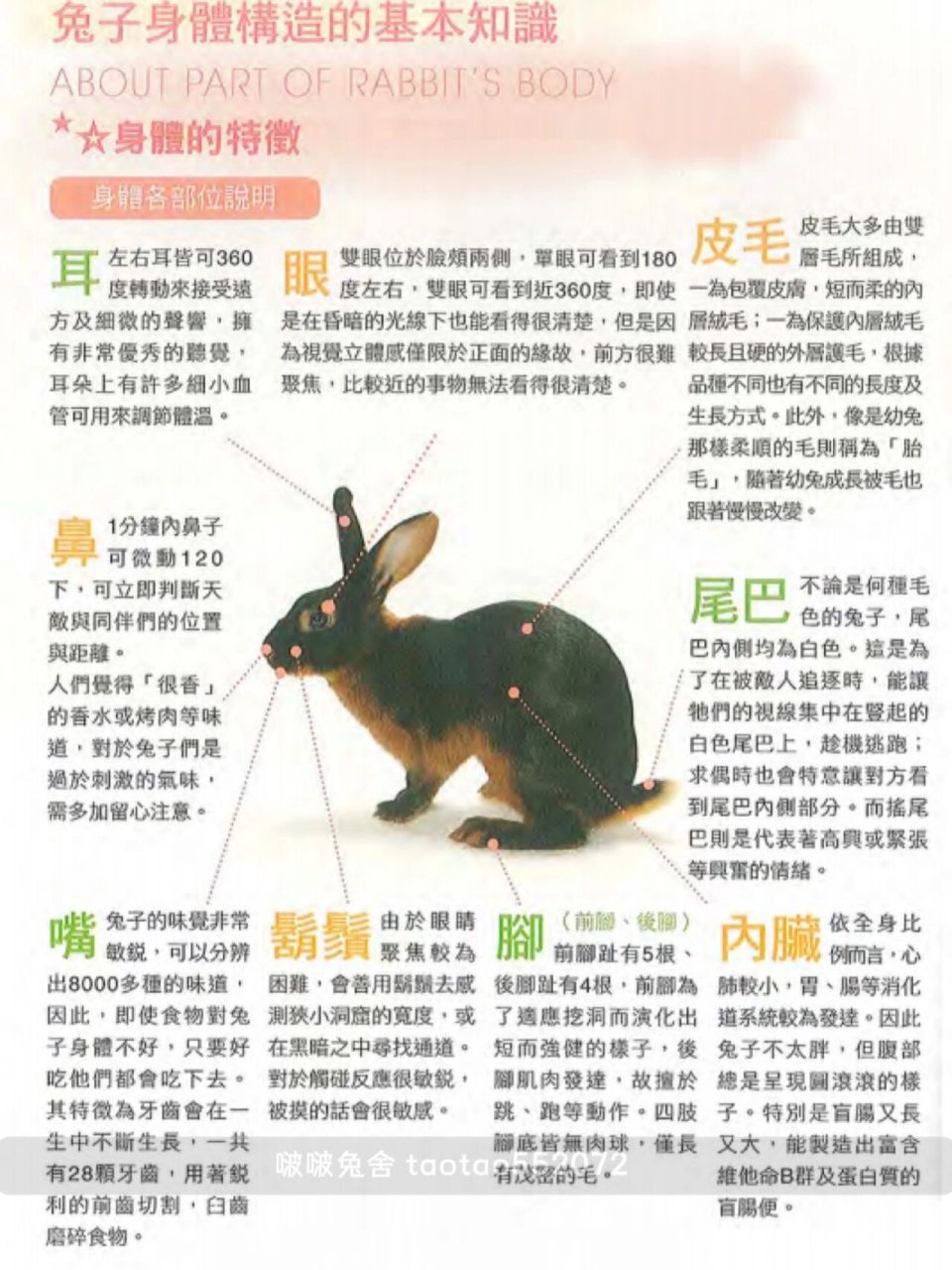 兔子的生体构造和体型 兔子种类有很多种,可以了解下有没有你不知道的