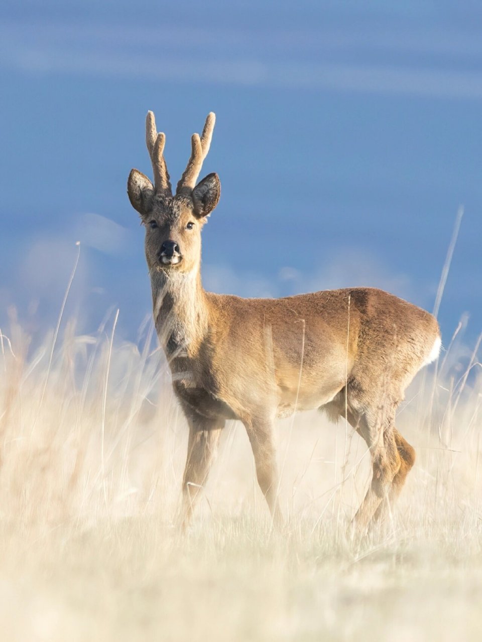 可可爱爱傻狍子 【东方狍】capreolus pygargus 东方狍/西伯利亚狍,也