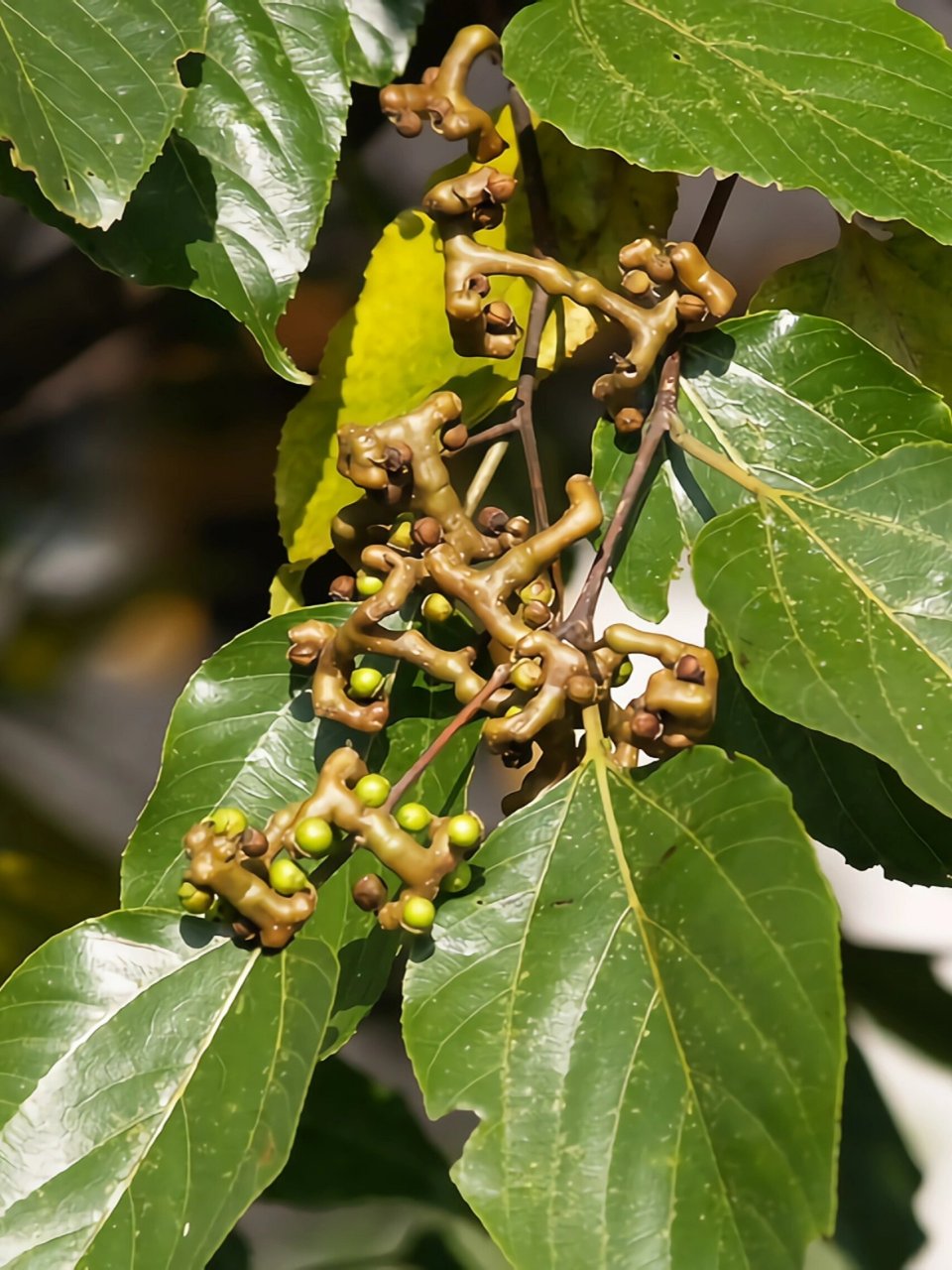 秋日野果 | 找不回的童年记忆,果实形似鸡爪 拐枣专业名一般称作"枳椇