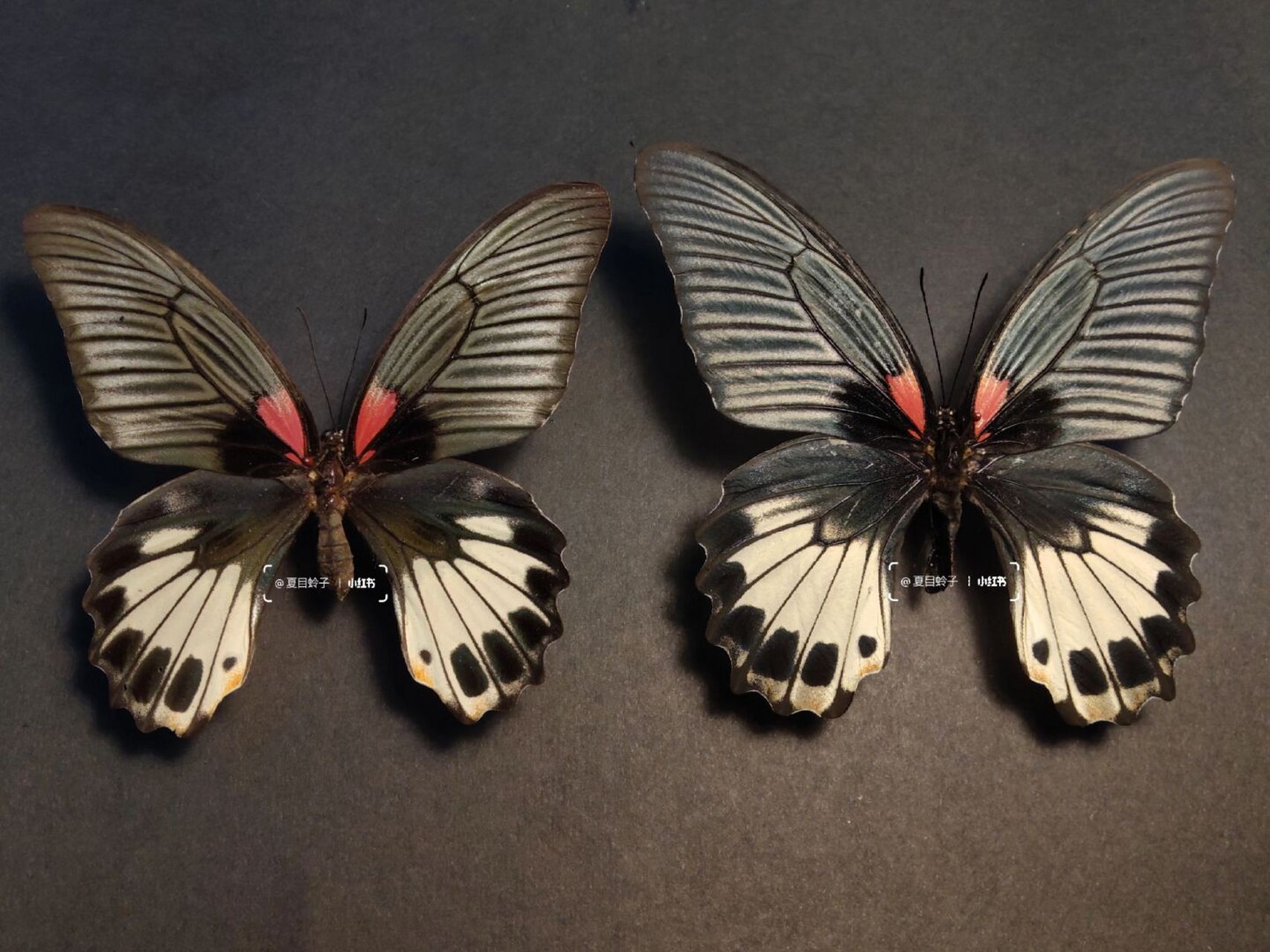 走进大自然# #稀有蝴蝶标本# #晒出我收藏的昆虫标本