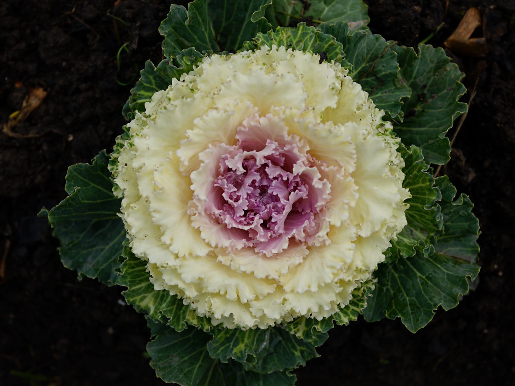 羽衣甘蓝|花叶牡丹 羽衣甘蓝,别名:野牡丹,牡丹菜,十字花科芸苔属二年