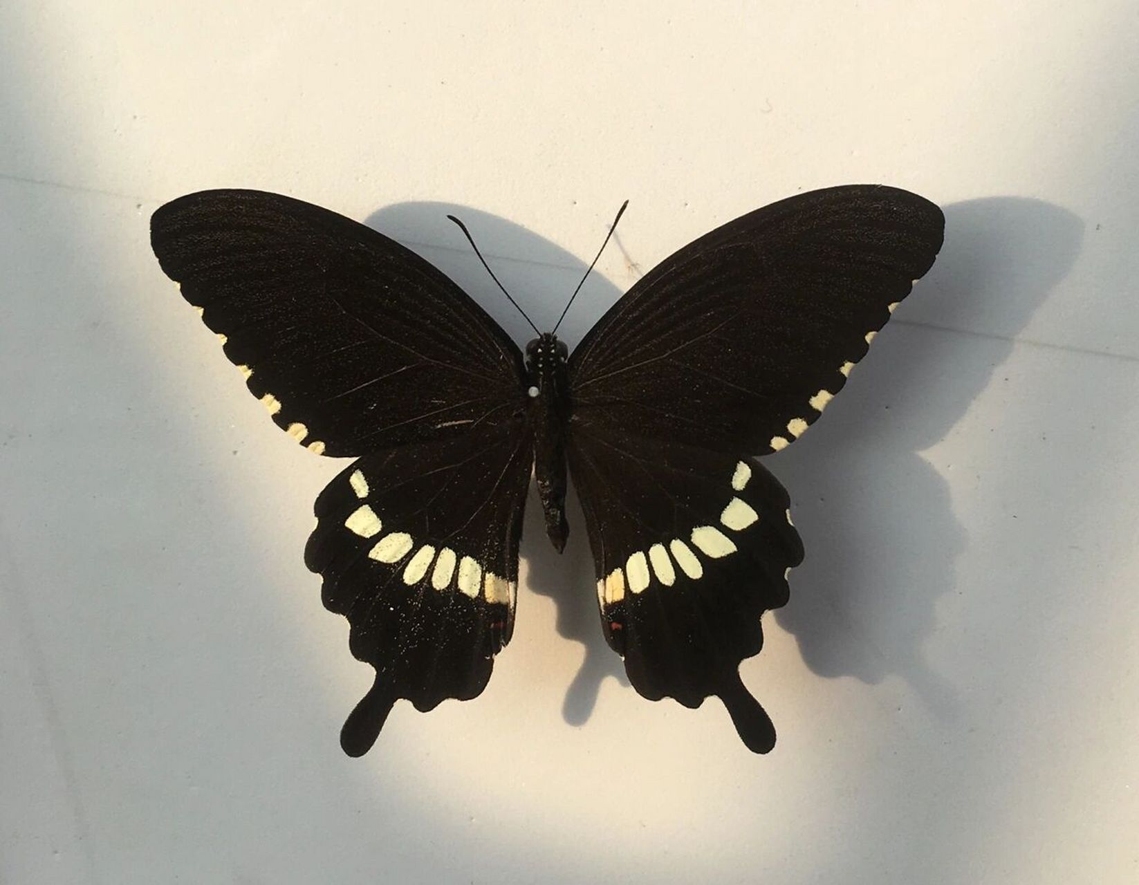 玉带凤蝶喜爱访花,尤其马缨丹,龙船花,茉莉等植物,寄主植物多为木兰