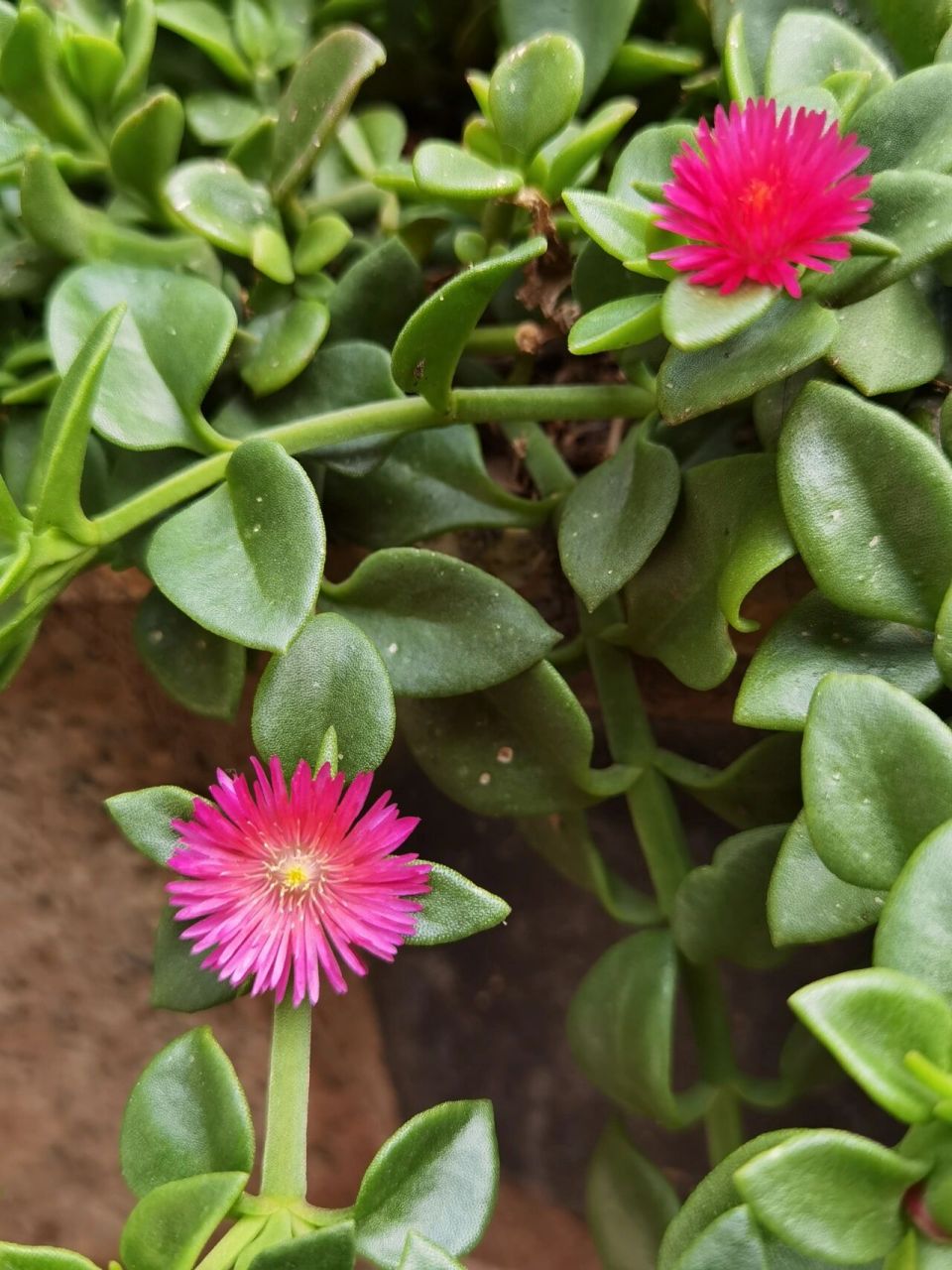 心叶日中花 这名字好拗口.叶比花肥的典范.感觉这花活得好艰难.