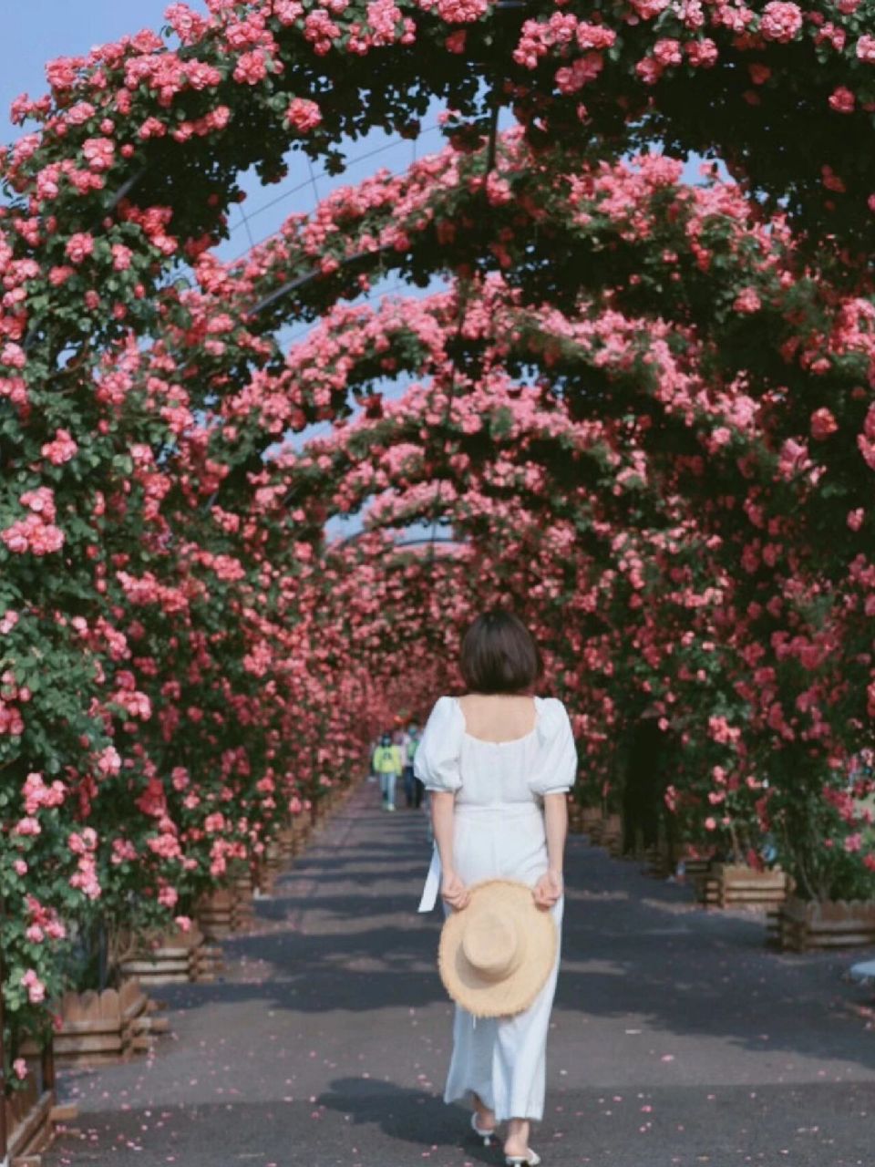 上海蔷薇花长廊no.