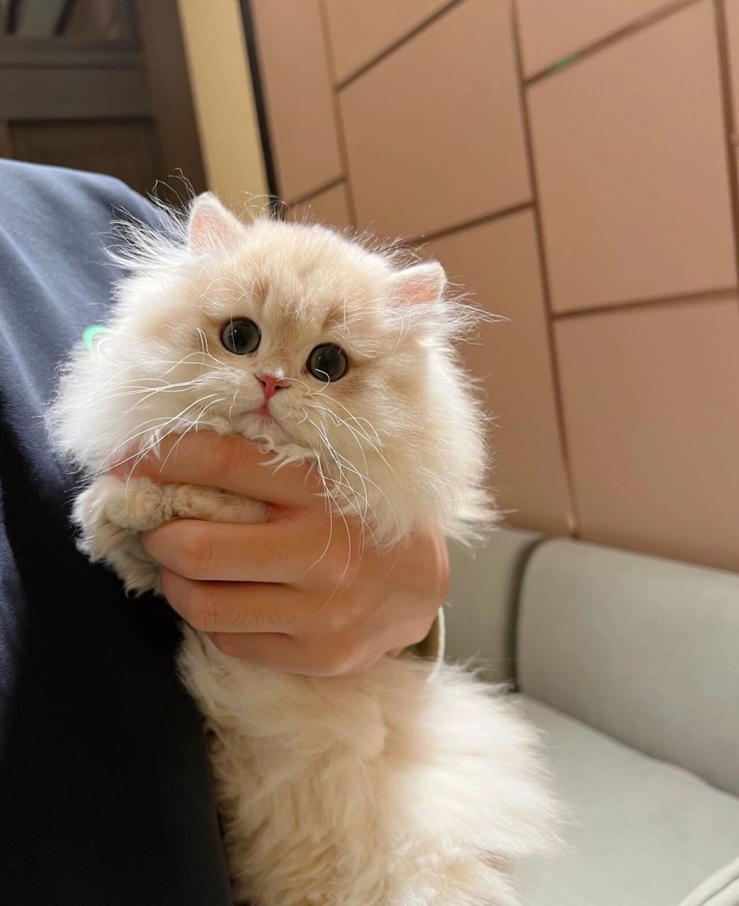 岩烧乳酪焦糖奶油色小猫咪丨长毛蓝金渐层 人家这么可爱当然是男孩子