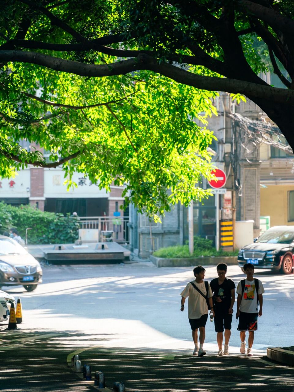 重庆丨黄桷树下的夏日光影 我喜欢拍摄夏天的山城街头 巨大的黄桷树像