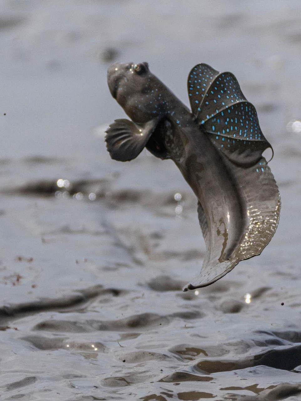 夕阳下有明海滩涂的大弹涂鱼