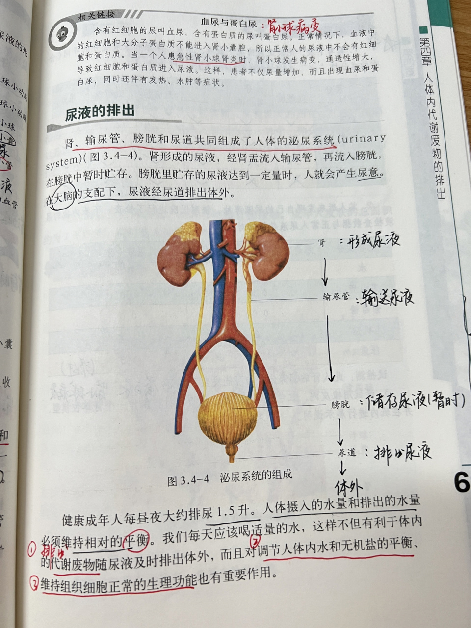 济南版七下生物课堂笔记(9) 尿液的形成和排出