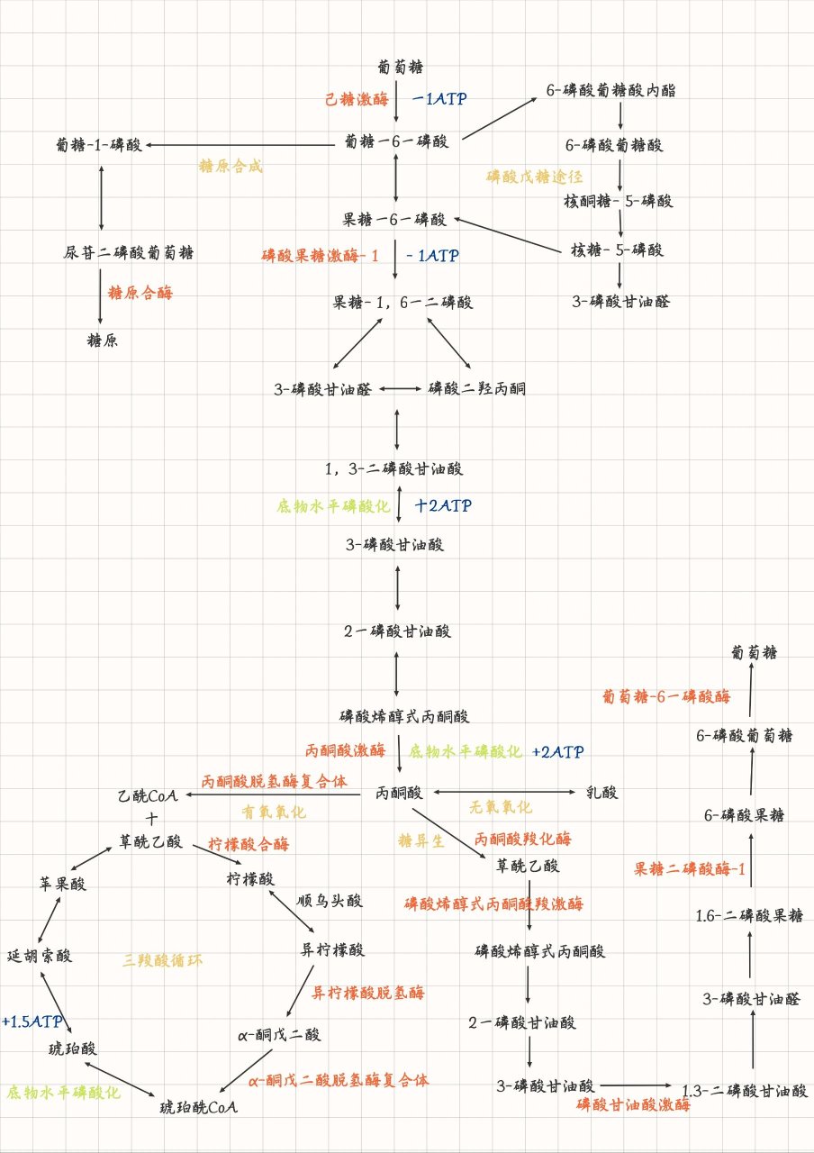 生物化学 糖代谢笔记 糖酵解 三羧酸循环 磷酸戊糖途径 糖原分解合成