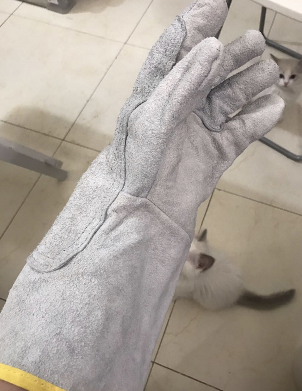 便宜好用的防猫抓咬手套——电焊手套 本来是电焊手套,非常结实.