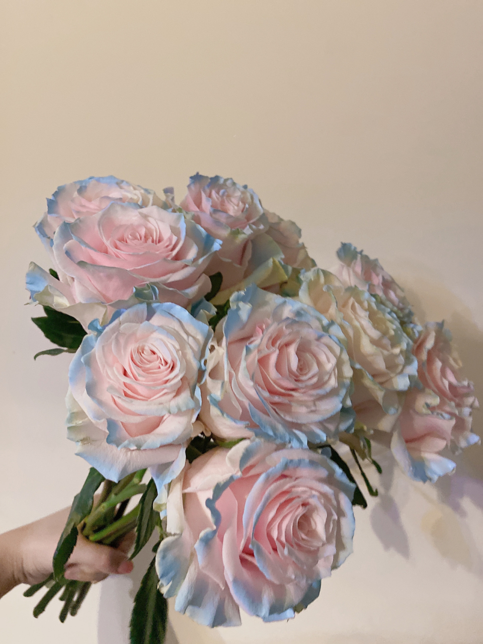 进口玫瑰|厄瓜多尔-伊莎贝拉 又一款厄玫～ 购于小程序 khuyay