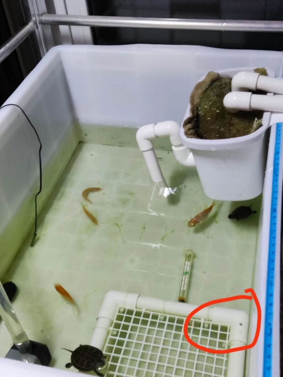 先说结论:鱼龟混养是可行的,但是你得能接受龟吃鱼,这是乌龟的天性.