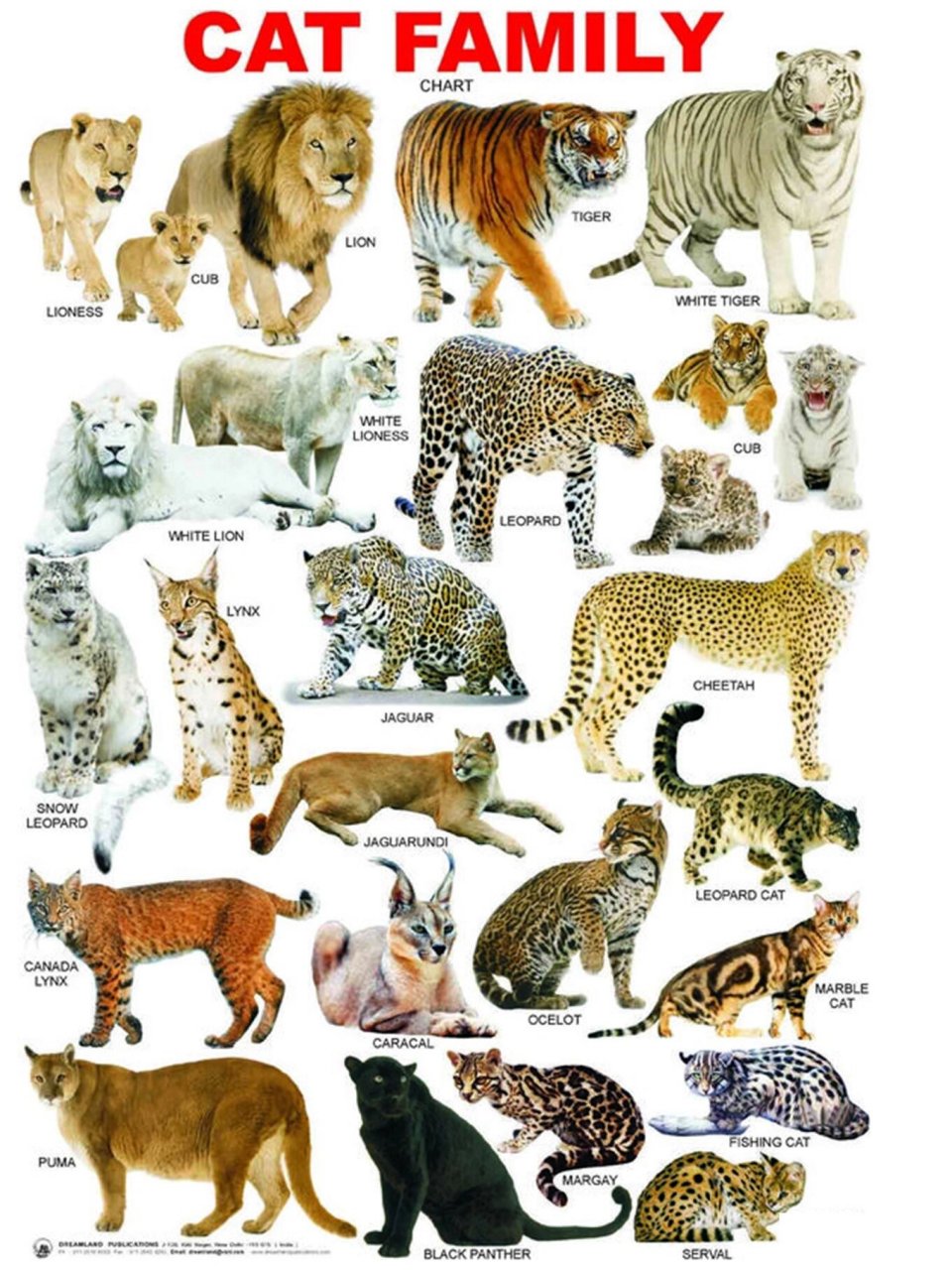 谁与争锋-猫科动物战斗力盘点 猫科有两个亚科,猫亚科和豹亚科,猫亚科