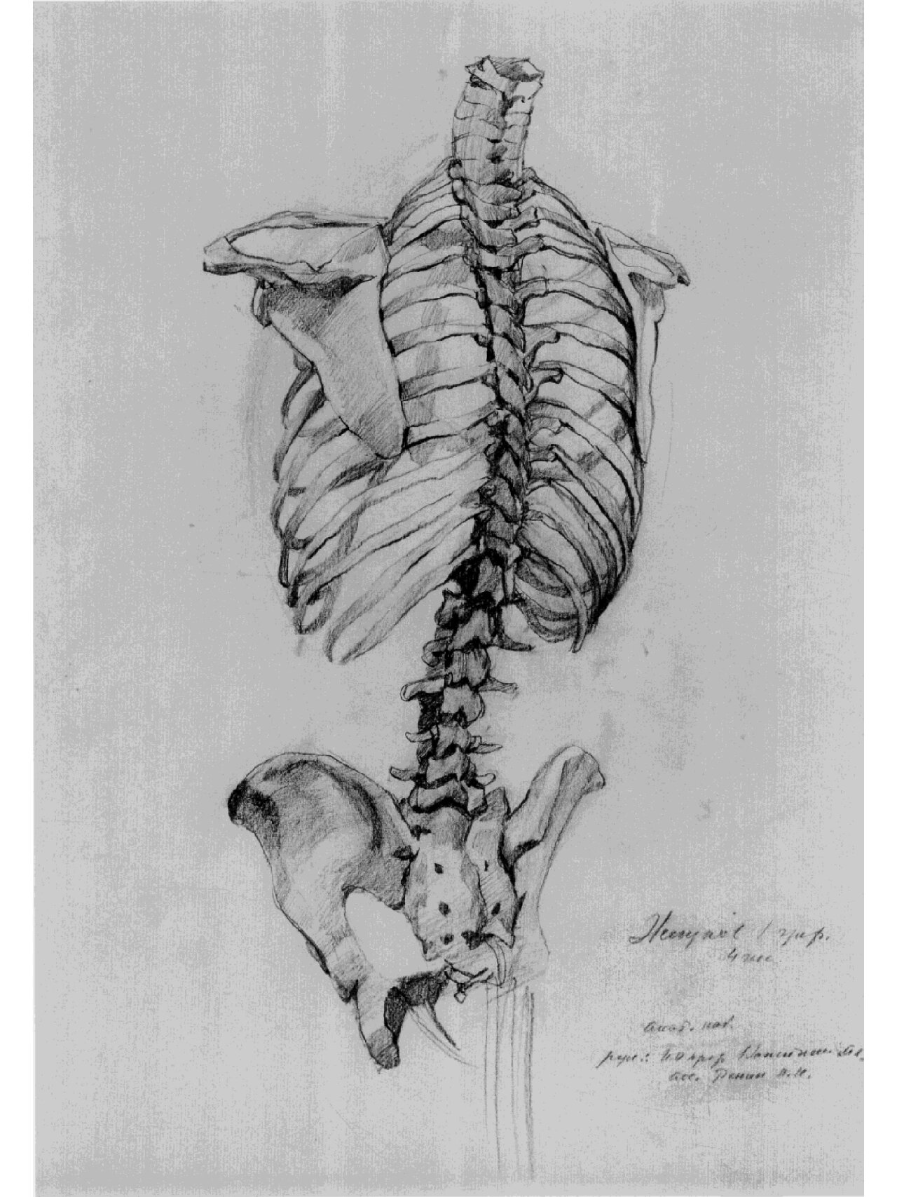 脊椎骨解剖草图