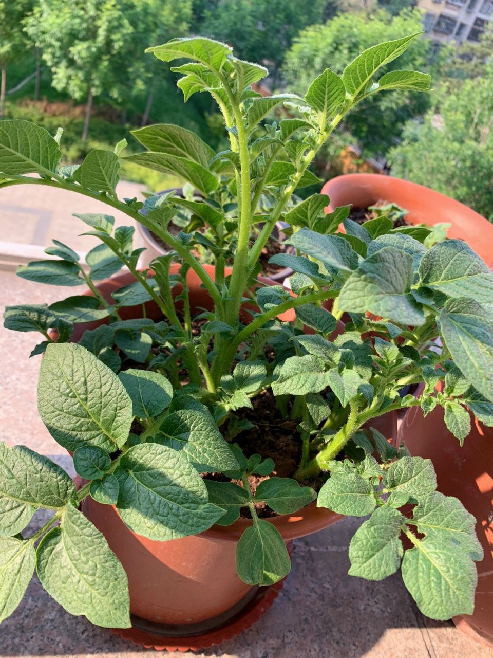 盆栽土豆爆盆就这么简单,快种起来 疫情封控下顺手种了发芽的土豆,不