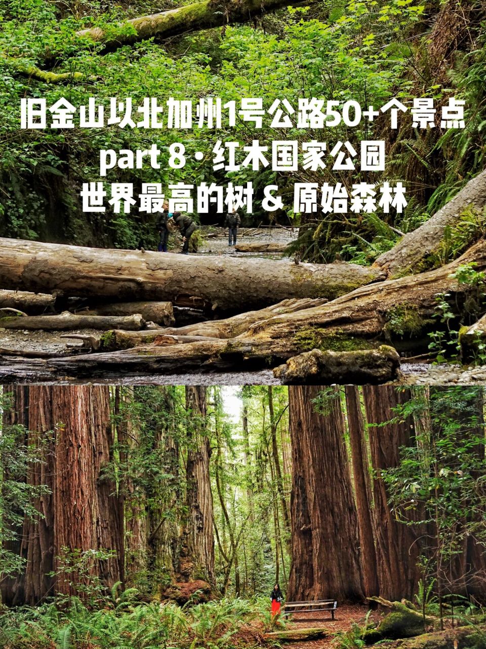 红木国家公园全攻略|世界最高的树&原始森林 旧金山以北加州一号公路